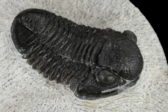 Detailed Gerastos Trilobite Fossil - Morocco #117792